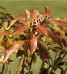 Schattenglöckchen 'Mountain Fire' - Pieris japonica 'Mountain Fire' - Moorbeet