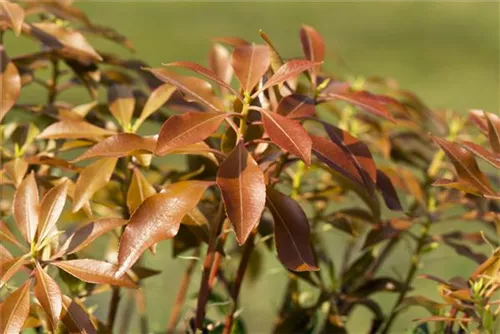 Schattenglöckchen 'Mountain Fire' - Pieris japonica 'Mountain Fire' - Moorbeet