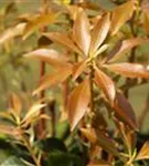 Schattenglöckchen 'Mountain Fire' - Pieris japonica 'Mountain Fire' - Moorbeet