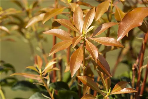 Schattenglöckchen 'Mountain Fire' - Pieris japonica 'Mountain Fire' - Moorbeet