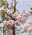 Rosa Winterkirsche 'Autumnalis Rosea' - Prunus subhirtella 'Autumnalis Rosea' CAC - Formgehölze