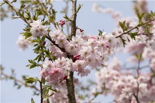 Rosa Winterkirsche 'Autumnalis Rosea' - Prunus subhirtella 'Autumnalis Rosea' CAC - Formgehölze