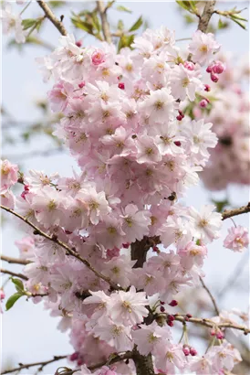 Rosa Winterkirsche 'Autumnalis Rosea' - Prunus subhirtella 'Autumnalis Rosea' CAC - Formgehölze