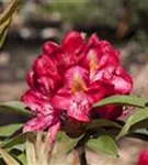 Rhododendron-Hybride 'Junifeuer' - Rhododendron Hybr.'Junifeuer' III