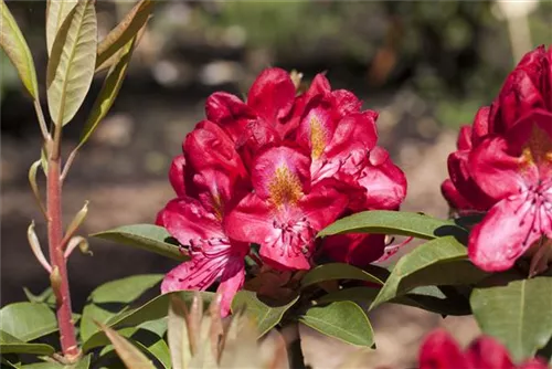 Rhododendron-Hybride 'Junifeuer' - Rhododendron Hybr.'Junifeuer' III