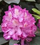 Rhododendron-Hybride 'Junifeuer' - Rhododendron Hybr.'Junifeuer' III