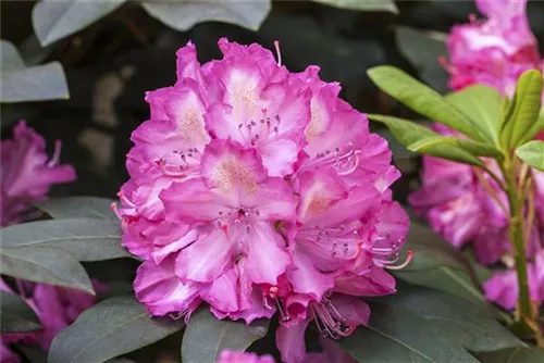 Rhododendron-Hybride 'Junifeuer' - Rhododendron Hybr.'Junifeuer' III