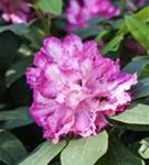 Rhododendron-Hybride 'Junifeuer' - Rhododendron Hybr.'Junifeuer' III