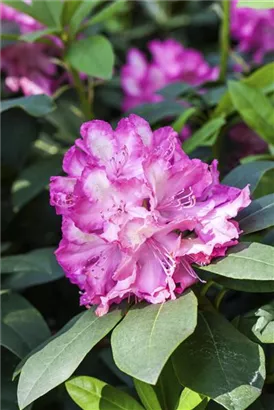 Rhododendron-Hybride 'Junifeuer' - Rhododendron Hybr.'Junifeuer' III