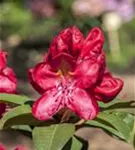 Rhododendron-Hybride 'Junifeuer' - Rhododendron Hybr.'Junifeuer' III