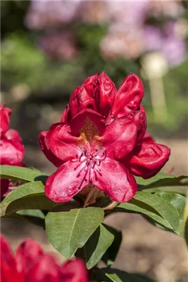 Rhododendron-Hybride 'Junifeuer' - Rhododendron Hybr.'Junifeuer' III