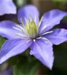 Waldrebe 'Justa' - Clematis 'Justa'