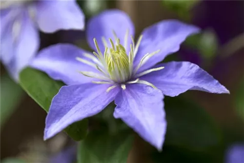 Waldrebe 'Justa' - Clematis 'Justa'