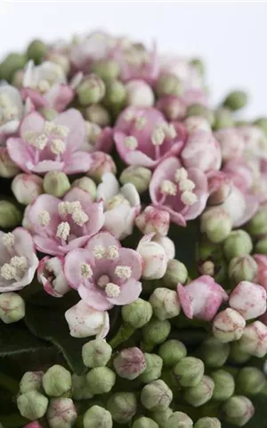 Viburnum tinus 'Eve Price' - Formgehölze