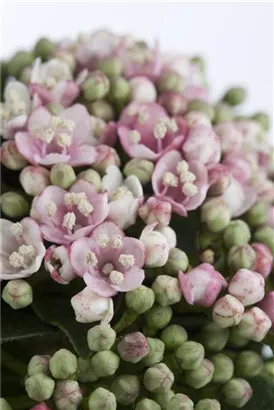 Lorbeer-Schneeball - Viburnum tinus