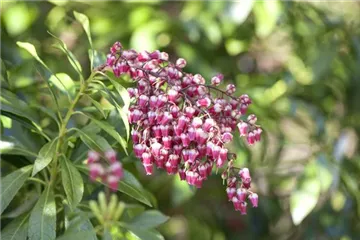 Pieris - Lavendelheide