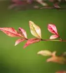 Immergrüner Heiliger Bambus - Nandina domestica 'Obsessed'