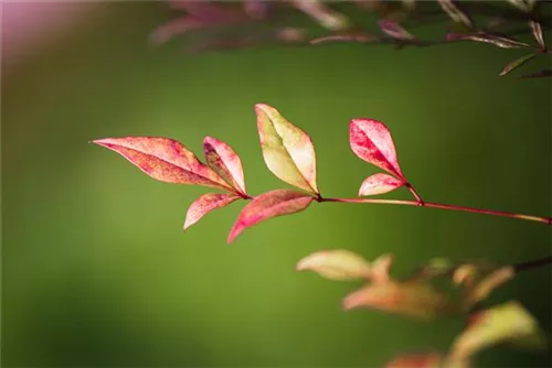 Immergrüner Heiliger Bambus - Nandina domestica 'Obsessed'