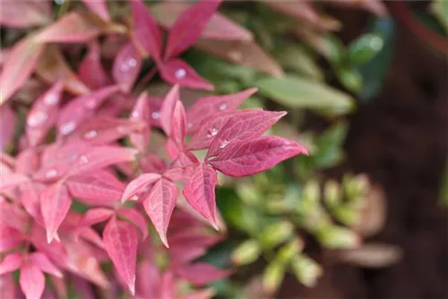 Immergrüner Heiliger Bambus - Nandina domestica 'Obsessed'