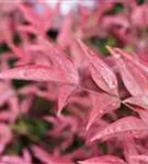 Immergrüner Heiliger Bambus - Nandina domestica 'Obsessed'