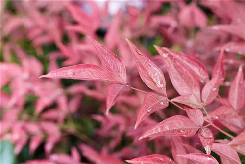 Immergrüner Heiliger Bambus - Nandina domestica 'Obsessed'