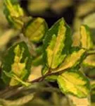 Buntlaubige Ölweide - Elaeagnus pungens 'Maculata'