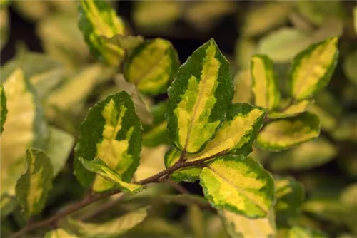 Buntlaubige Ölweide - Elaeagnus pungens 'Maculata'