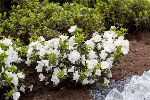 Japanische Azalee 'Schneeperle' -R- - Rhododendron obt.'Schneeperle' -R- III