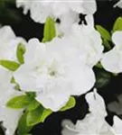 Japanische Azalee 'Schneeperle' -R- - Rhododendron obt.'Schneeperle' -R- III