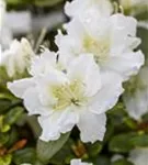 Japanische Azalee 'Schneeperle' -R- - Rhododendron obt.'Schneeperle' -R- III