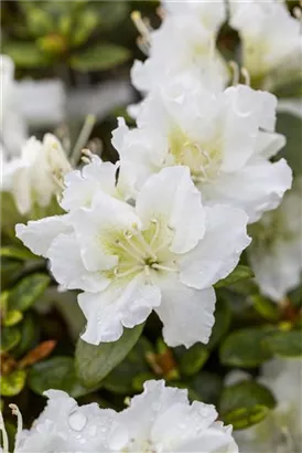 Japanische Azalee 'Schneeperle' -R- - Rhododendron obt.'Schneeperle' -R- III