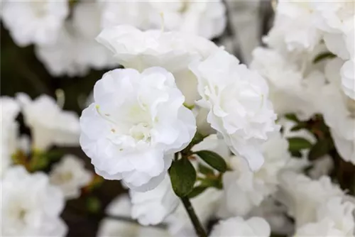 Japanische Azalee 'Schneeperle' -R- - Rhododendron obt.'Schneeperle' -R- III