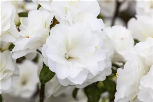 Japanische Azalee 'Schneeperle' -R- - Rhododendron obt.'Schneeperle' -R- III