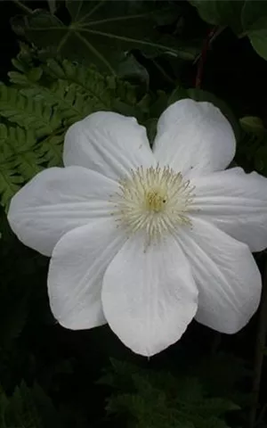 Clematis 'Madame Le Coultre'