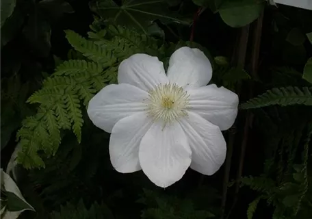 Clematis 'Madame Le Coultre' - Waldrebe 'Madame Le Coultre'