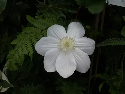 Waldrebe 'Madame Le Coultre' - Clematis 'Madame Le Coultre'