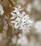 Felsenbirne 'Ballerina' - Amelanchier 'Ballerina'