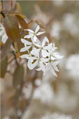 Felsenbirne 'Ballerina' - Amelanchier 'Ballerina'