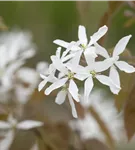 Felsenbirne 'Ballerina' - Amelanchier 'Ballerina'