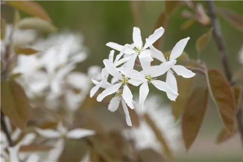 Felsenbirne 'Ballerina' - Amelanchier 'Ballerina'