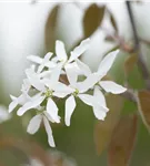 Felsenbirne 'Ballerina' - Amelanchier 'Ballerina'