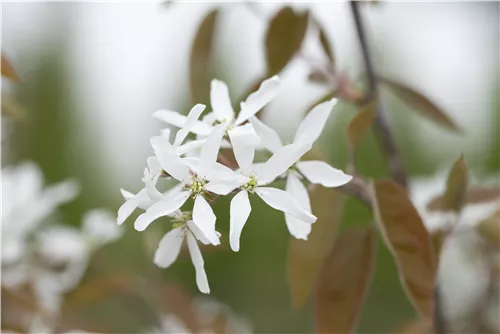 Felsenbirne 'Ballerina' - Amelanchier 'Ballerina'