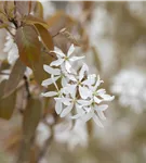 Felsenbirne 'Ballerina' - Amelanchier 'Ballerina'