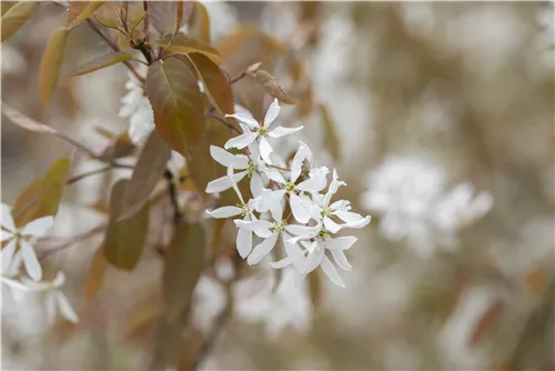 Felsenbirne 'Ballerina' - Amelanchier 'Ballerina'