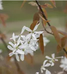 Felsenbirne 'Ballerina' - Amelanchier 'Ballerina'