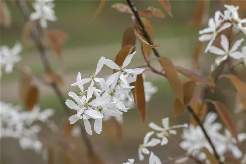 Felsenbirne 'Ballerina' - Amelanchier 'Ballerina'