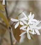 Felsenbirne 'Ballerina' - Amelanchier 'Ballerina'