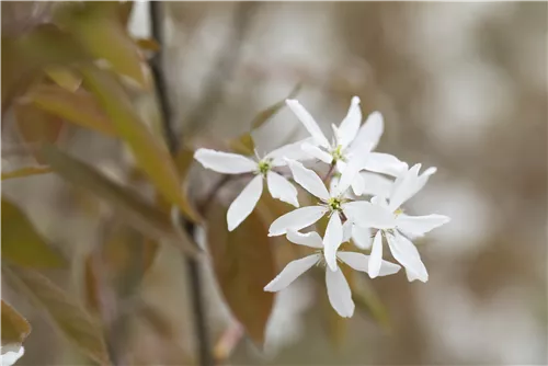 Felsenbirne 'Ballerina' - Amelanchier 'Ballerina'