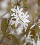 Felsenbirne 'Ballerina' - Amelanchier 'Ballerina'