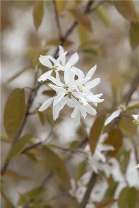 Felsenbirne 'Ballerina' - Amelanchier 'Ballerina'